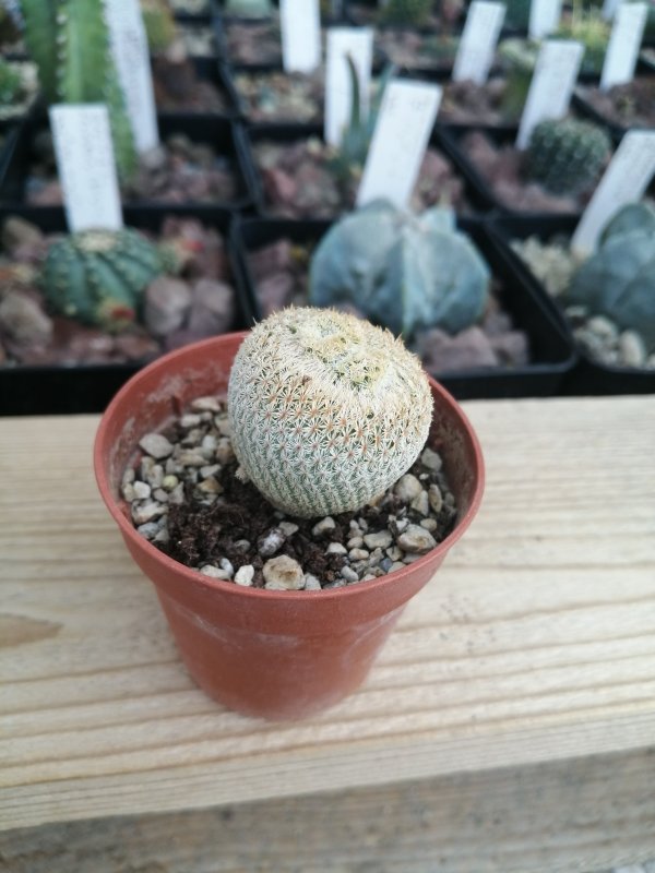 Epithelantha micromeris  