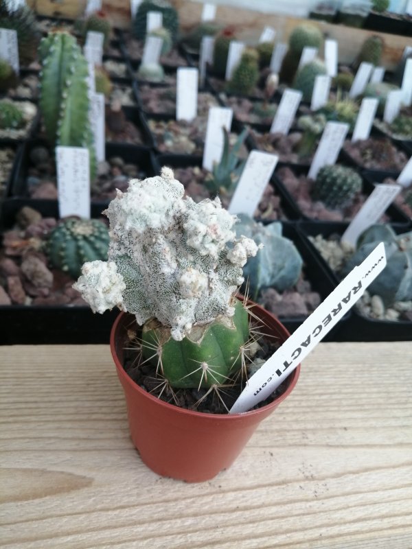 Astrophytum myriostigma cv lotusland  