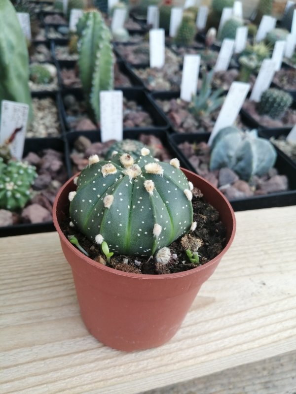 Astrophytum asterisks hybrid  