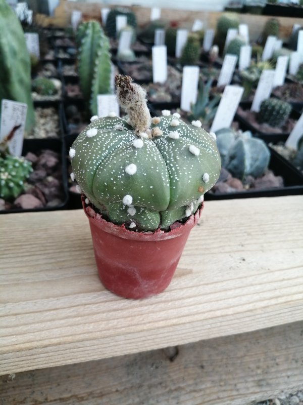 Astrophytum asterias  