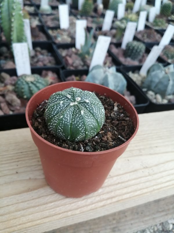 Astrophytum asterisks hybrid  