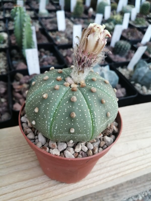 Astrophytum asterias  