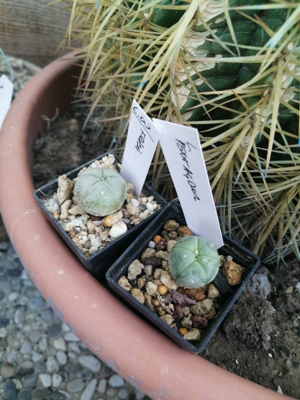 Lophophora fricii e williamsii pentagona  