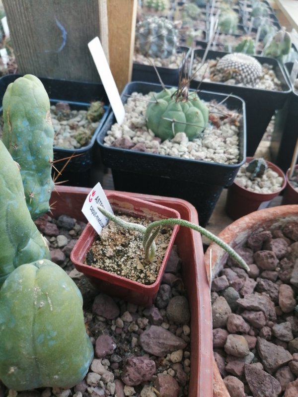 Astrophytum caput medusae  