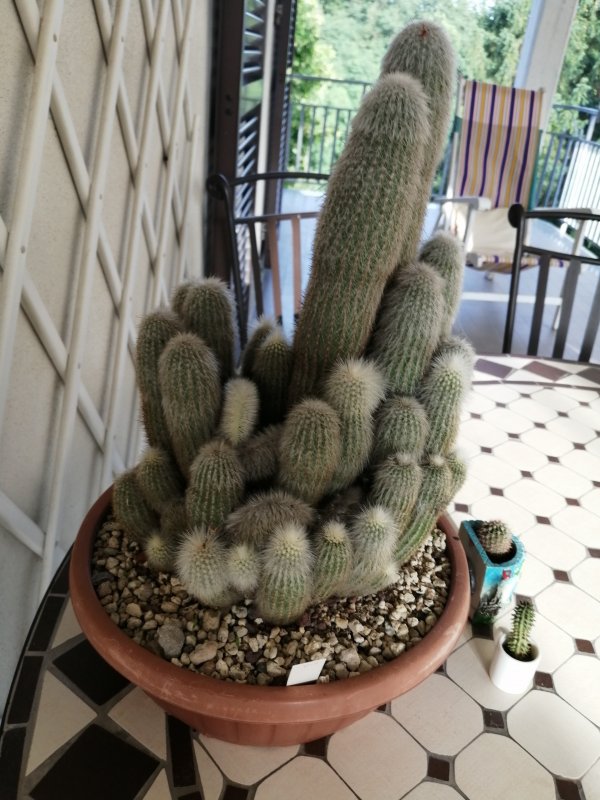 Cleistocactus strausii crestata da giancarlo  