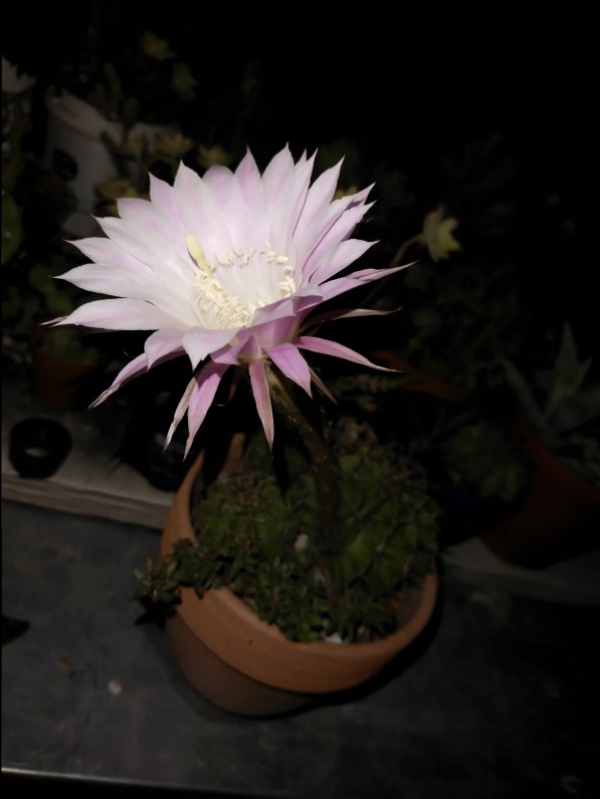 Echinopsis oxygona 