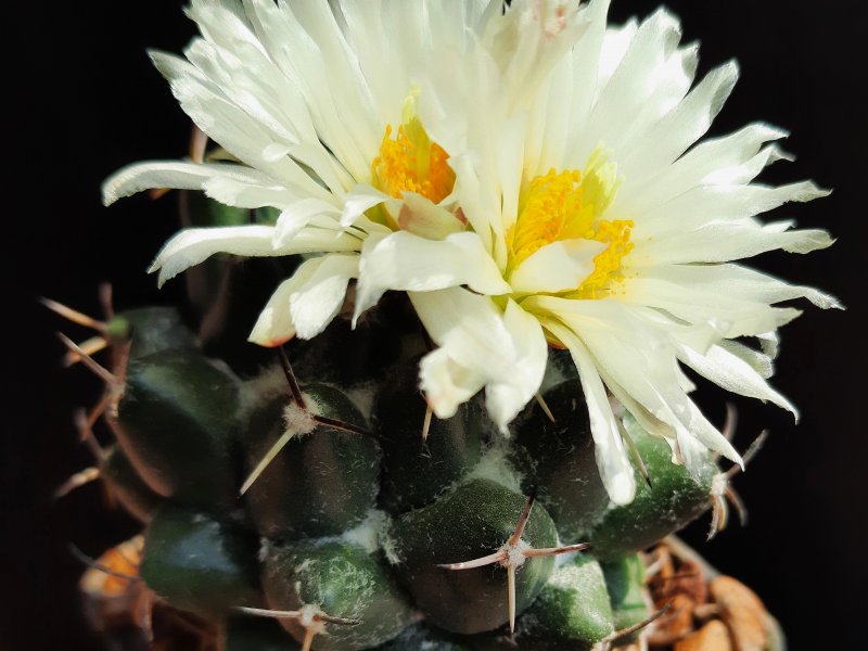 Coryphantha maiz-tablasensis HK1333