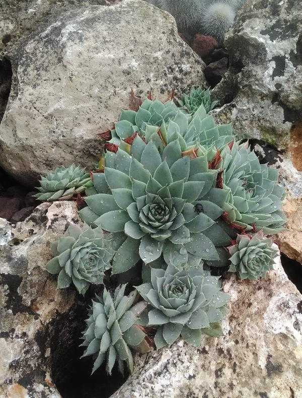 Sempervivum glaucum 