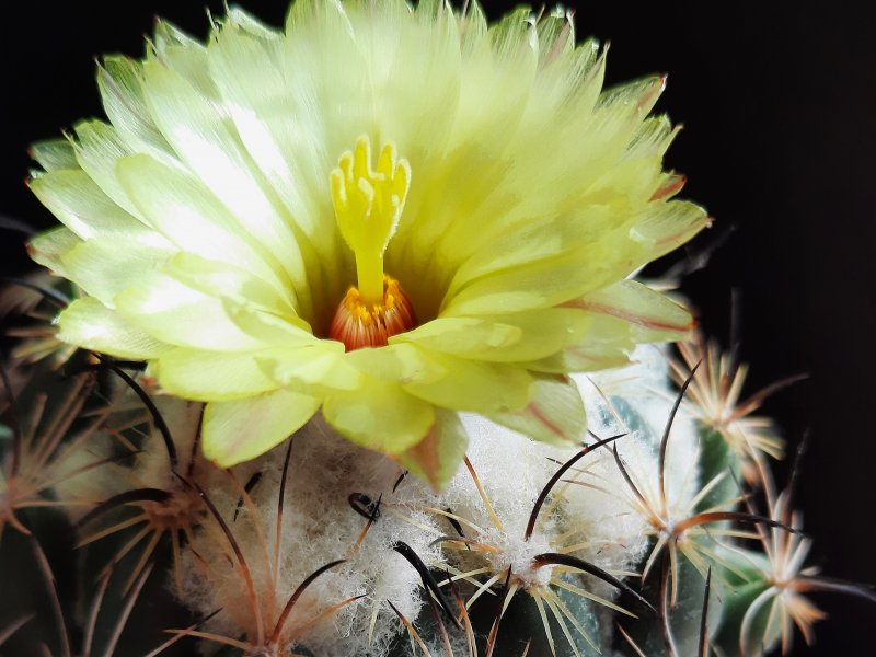 Coryphantha calipensis Z216