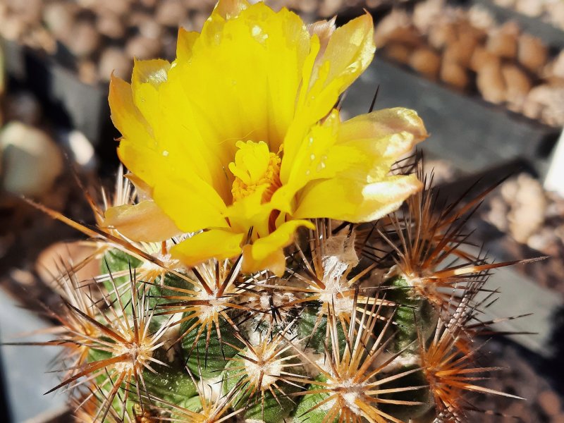 Coryphantha echinoidea SB26