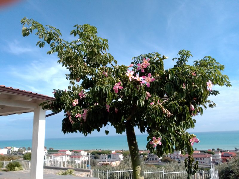 Chorisia speciosa 