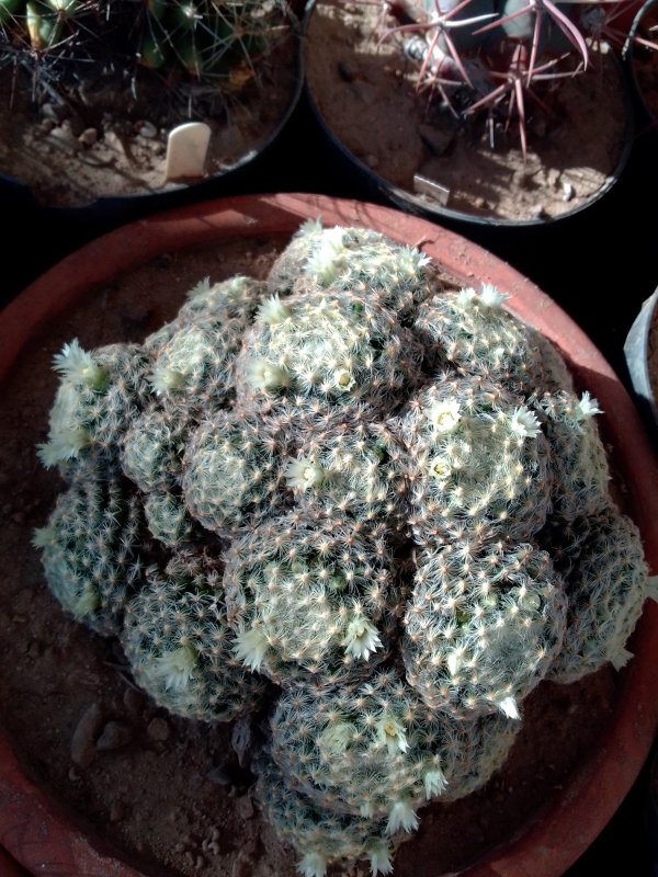 Mammillaria schiedeana 