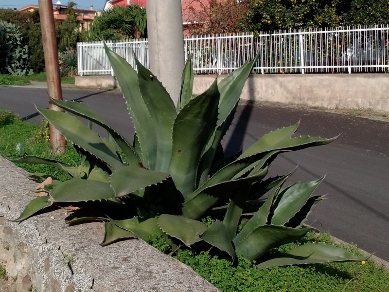 Agave ferox 