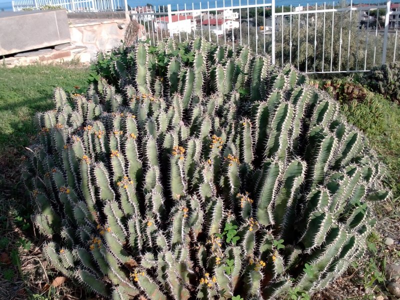 Euphorbia polyacantha 