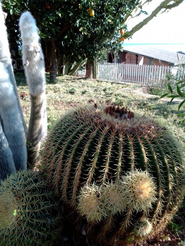 Echinocactus grusonii 