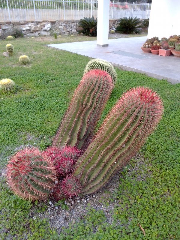 Ferocactus stainesii 