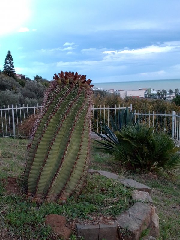 Ferocactus wislizeni ssp. herrerae 