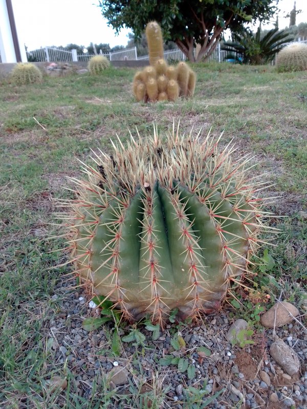 Ferocactus histrix 