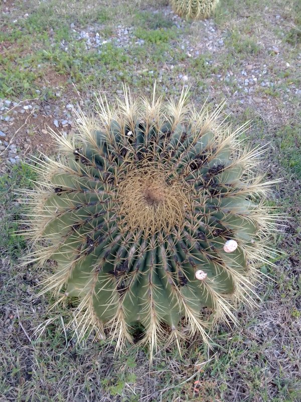 Ferocactus histrix 