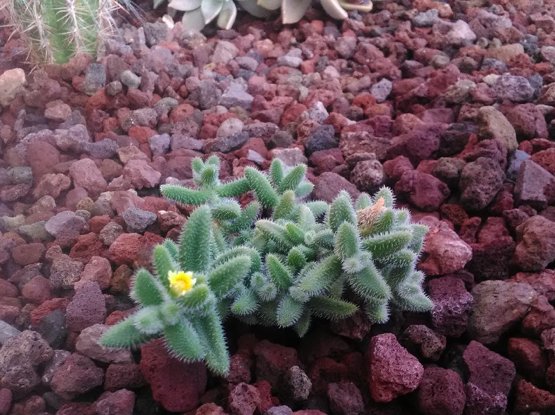 Delosperma echinatum 