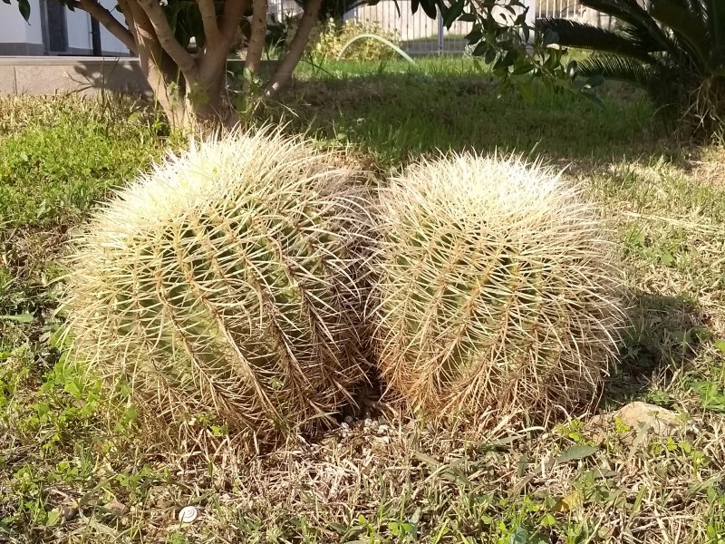 Echinocactus grusonii v. albispinus 