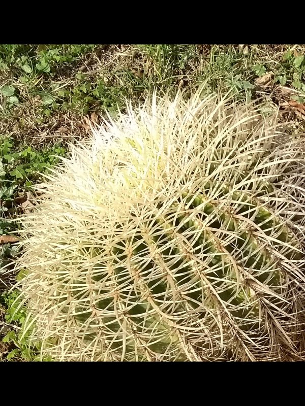 Echinocactus grusonii v. albispinus 