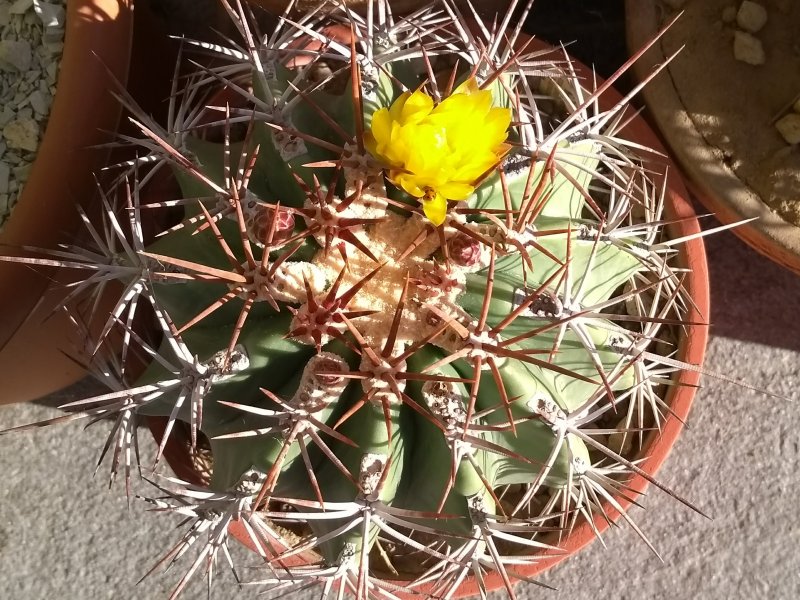 Ferocactus lindsayi 