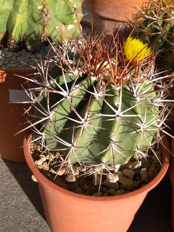 Ferocactus lindsayi 