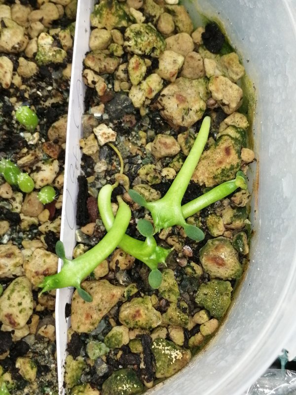 Euphorbia obesa (questa é eziolatissima)  