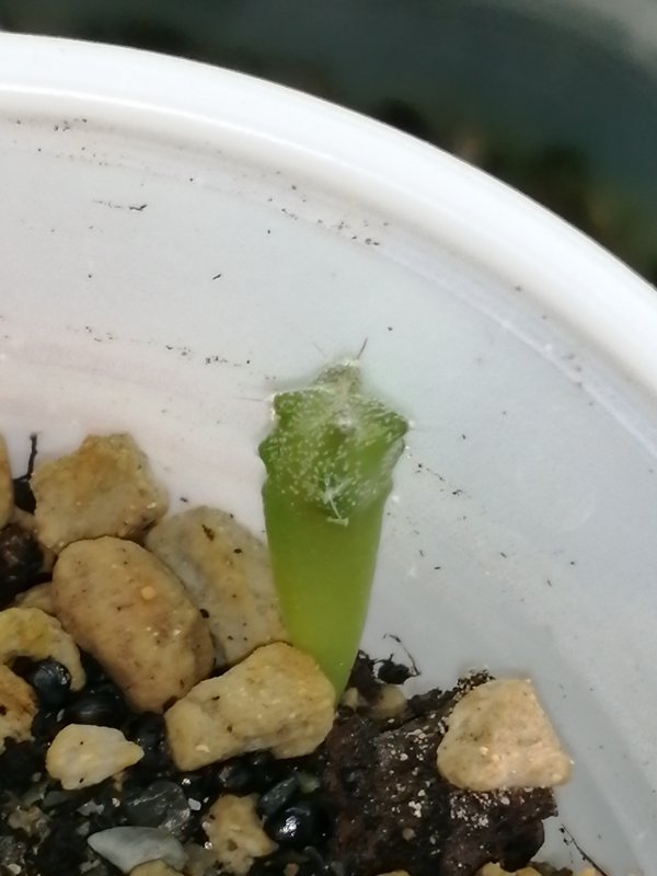 Astrophytum myriostigma  