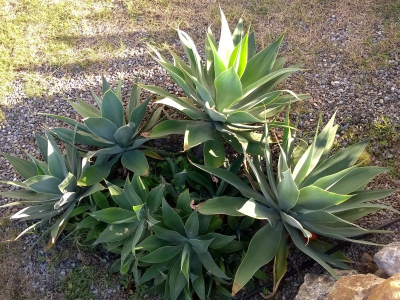 Agave attenuata 