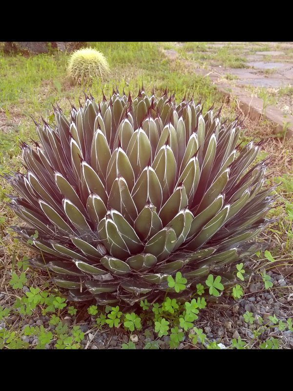 Agave ferdinandi-regis 