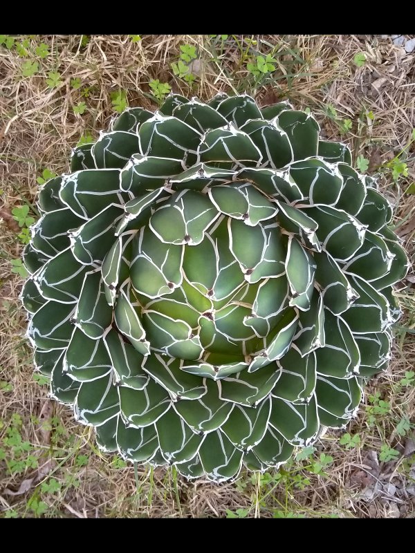 Agave victoriae-reginae 