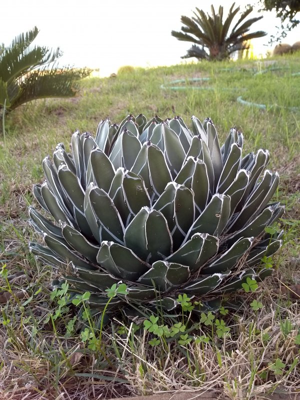 Agave victoriae-reginae 