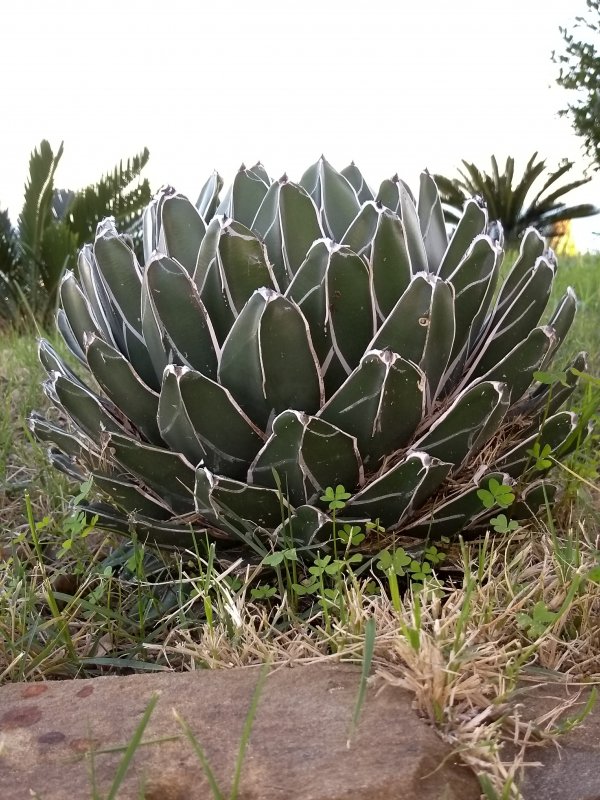 Agave victoriae-reginae 