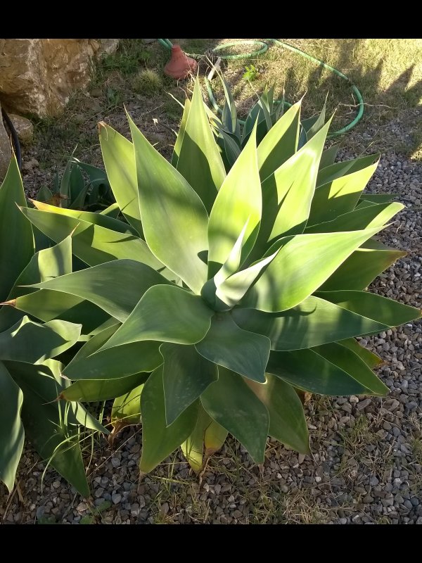 Agave attenuata 