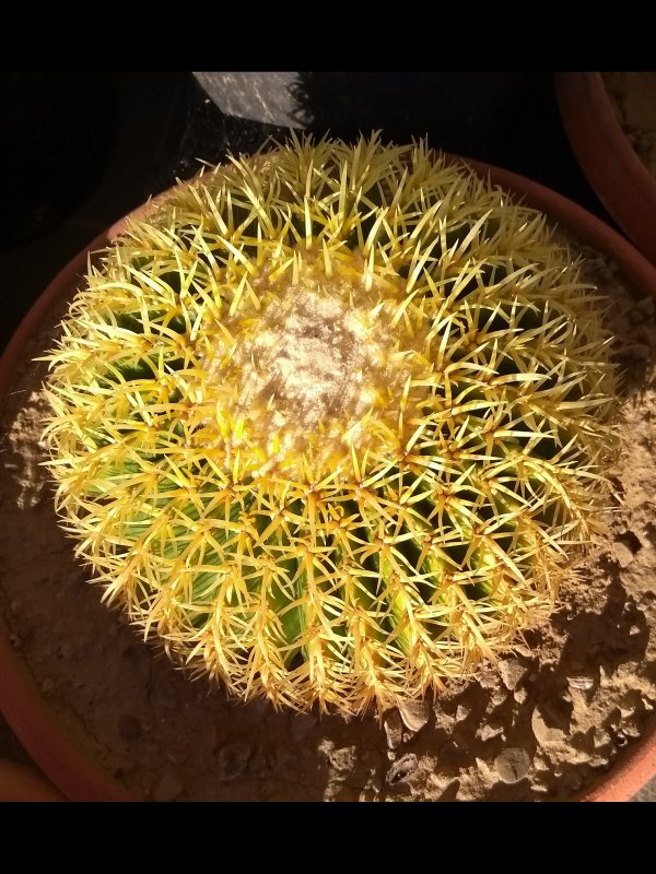 Echinocactus grusonii v. brevispinus 