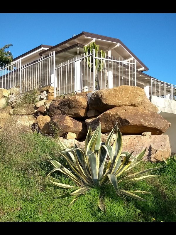 agave americana v. marginata