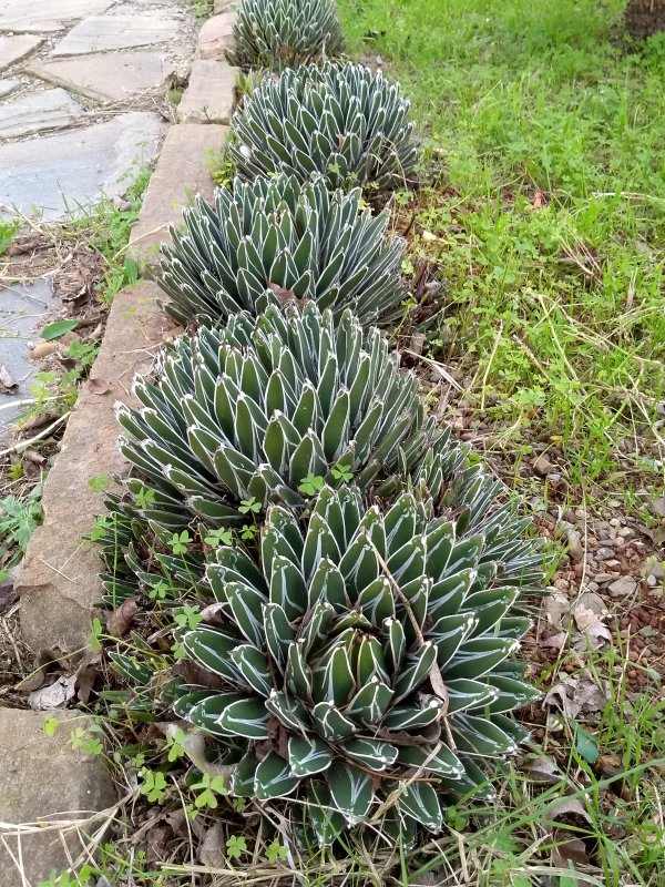 Agave victoriae-reginae f.cespitosa 