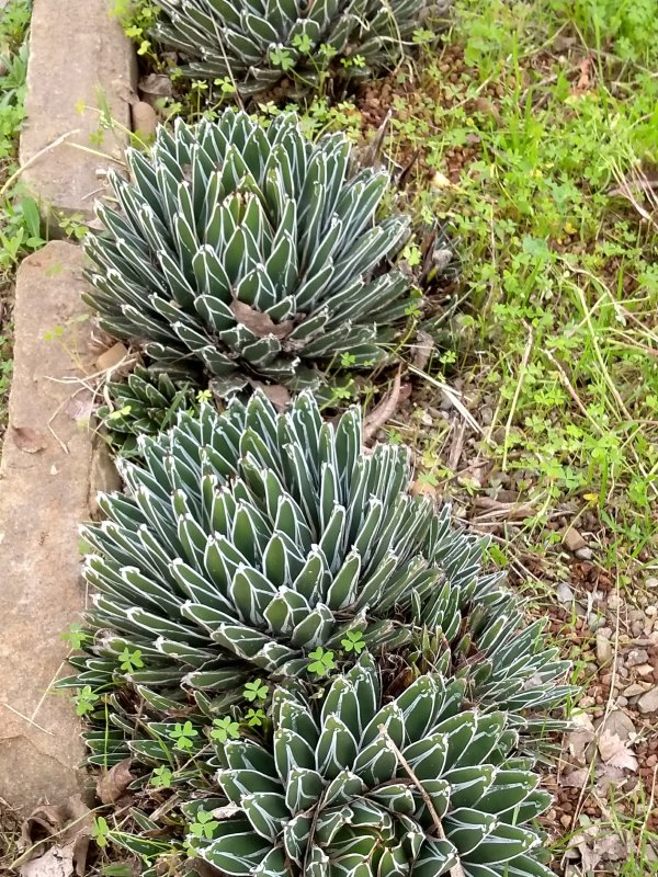 agave victoriae-reginae f. cespitosa