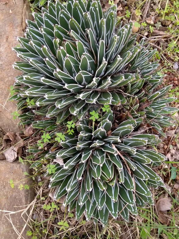 Agave victoriae-reginae f.cespitosa 