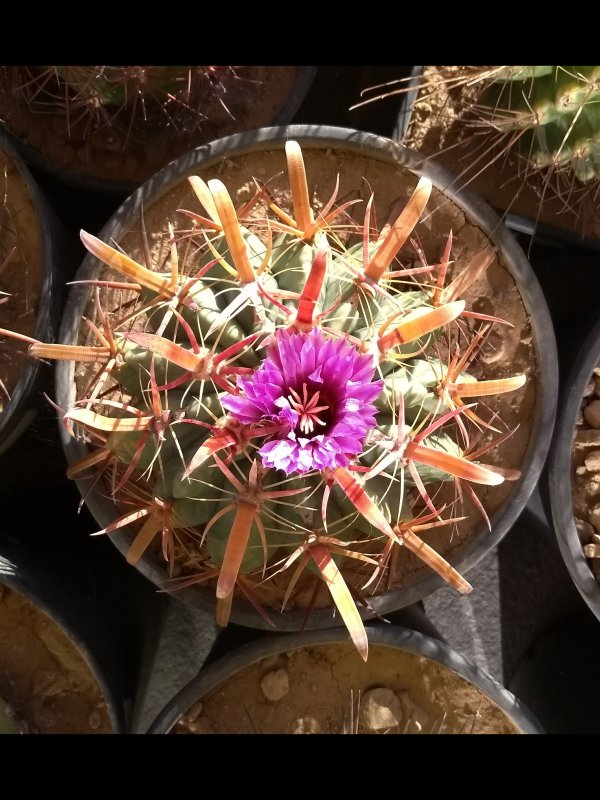 Ferocactus latispinus 