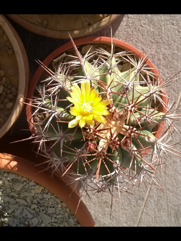 Ferocactus lindsayi 