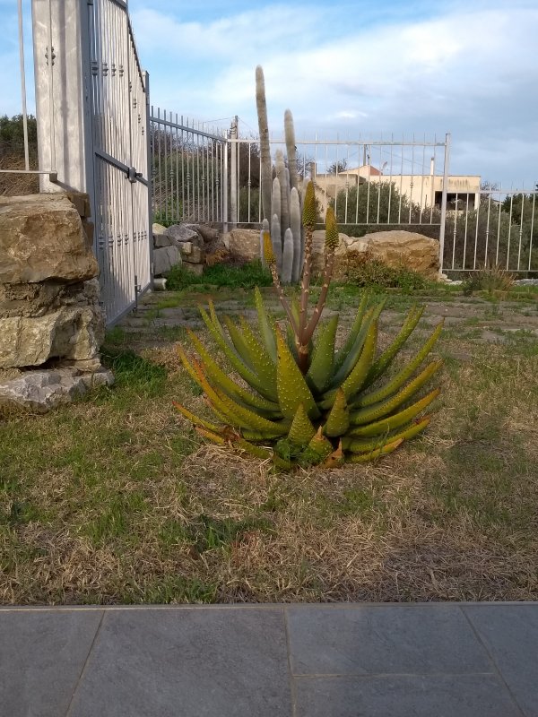 Aloe ferox 