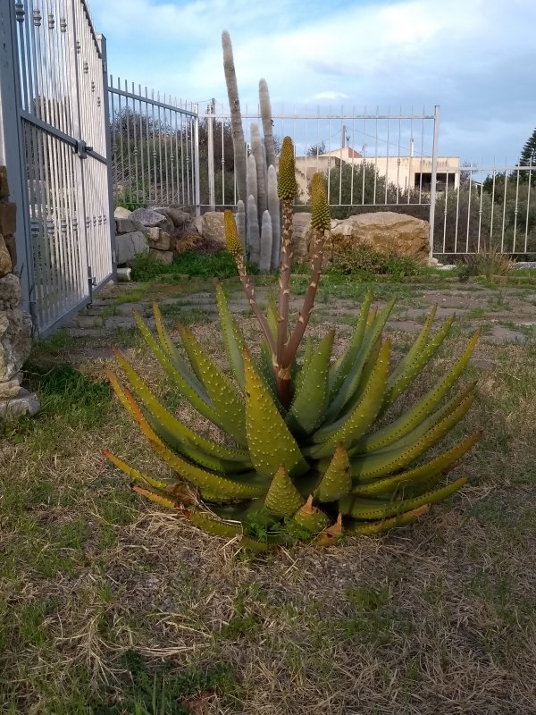 Aloe ferox 