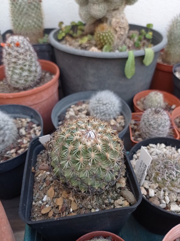 Turbinicarpus ysabelae 