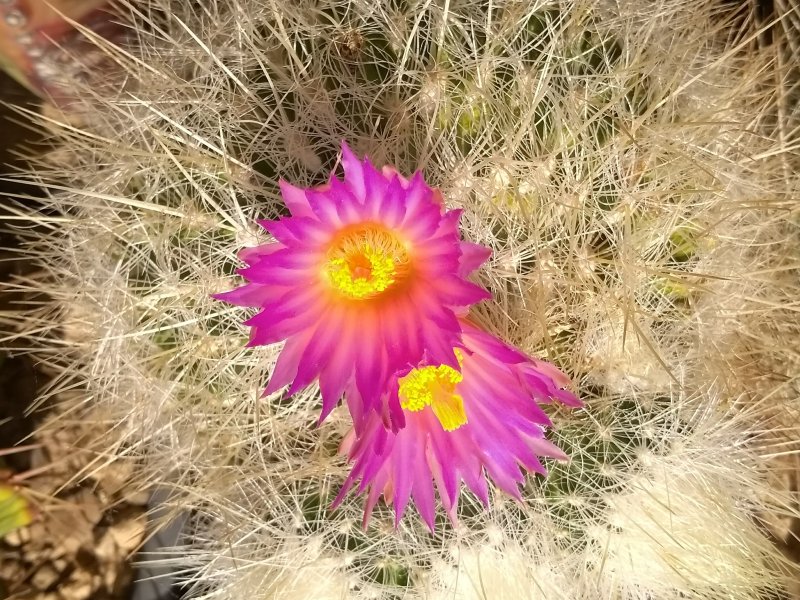 Thelocactus macdowellii 