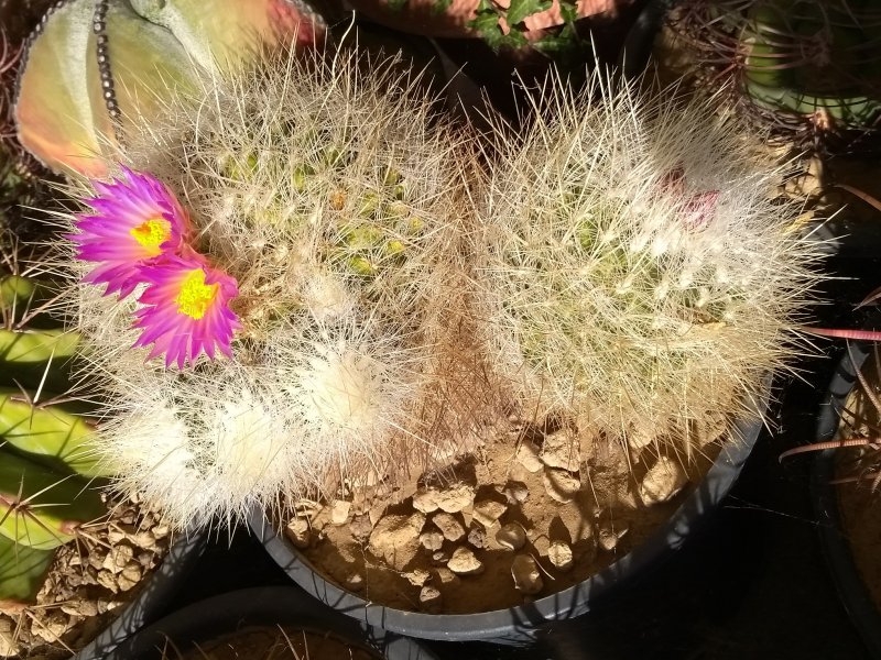 Thelocactus macdowellii 