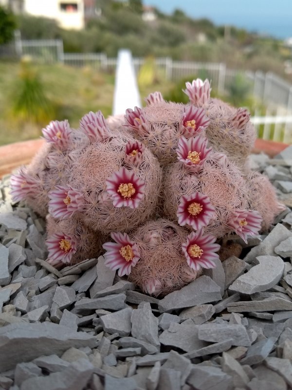 Mammillaria magallanii 