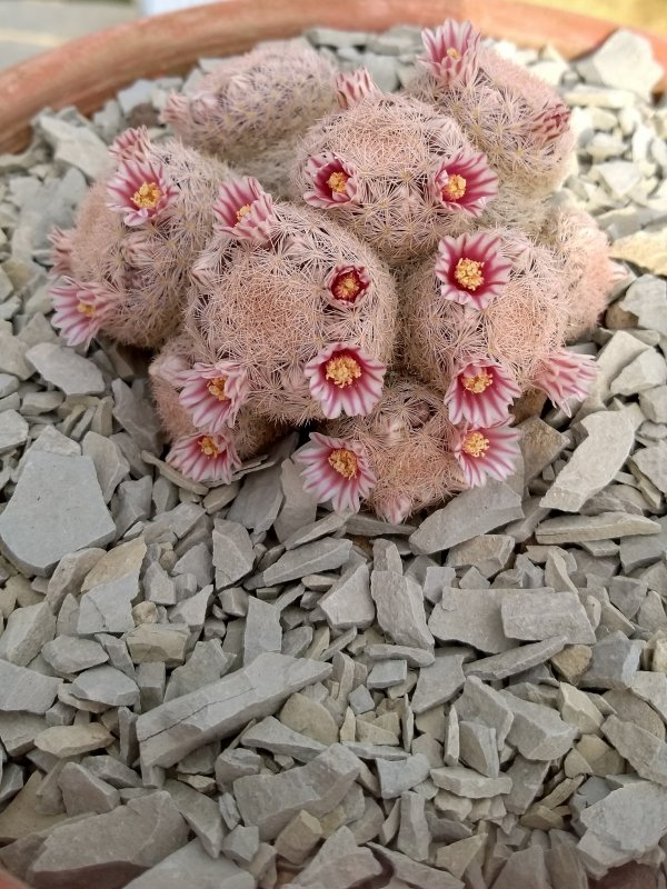 Mammillaria magallanii 